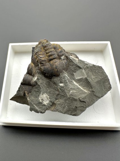 Trilobit Ellipsocephalus hoffi – Jince, CZ