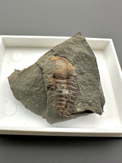 Trilobit Ellipsocephalus hoffi – Jince, CZ