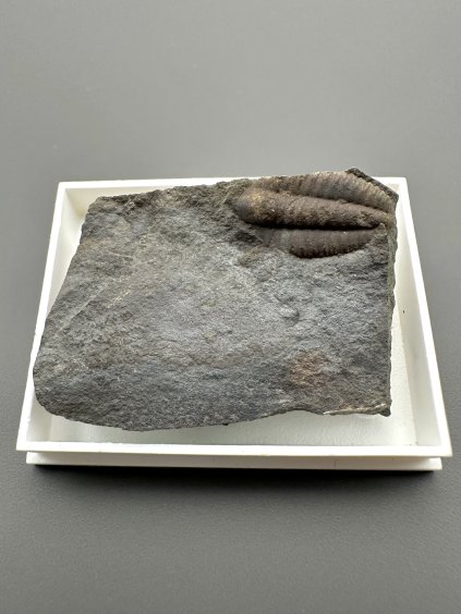 Trilobite Ellipsocephalus hoffi – Jince, CZ