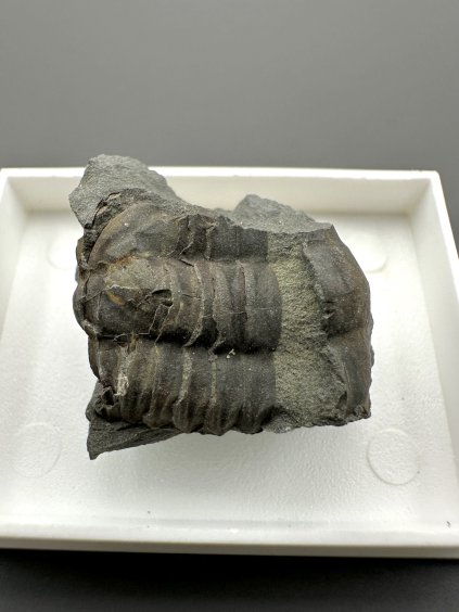 Trilobite Ellipsocephalus hoffi – Jince, CZ