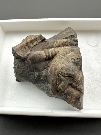 Trilobit Ellipsocephalus hoffi – Jince, ČR