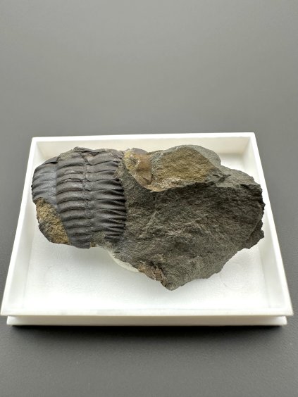 Trilobite Ellipsocephalus hoffi – Jince, CZ