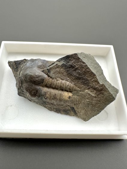 Trilobit Ellipsocephalus hoffi – Jince, CZ