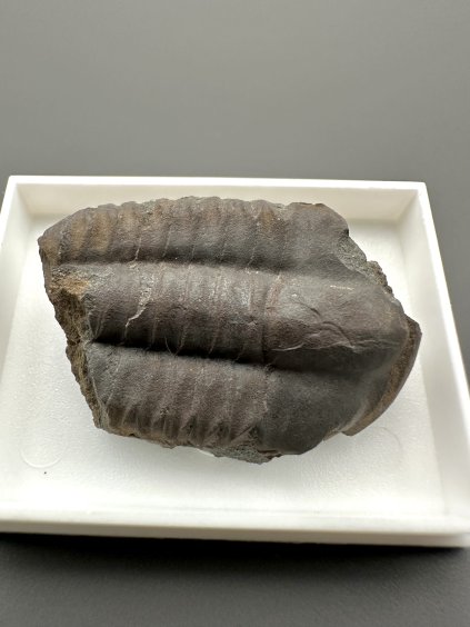 Trilobit Ellipsocephalus hoffi – Jince, CZ