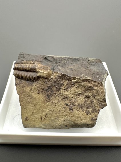 Trilobite Ellipsocephalus hoffi – Jince, CZ
