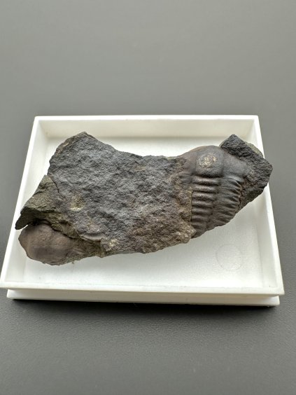 Trilobit Ellipsocephalus hoffi – Jince, CZ