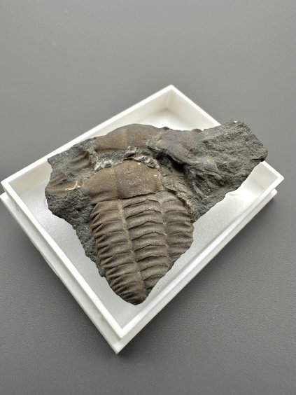 Trilobit Ellipsocephalus hoffi – Jince, CZ