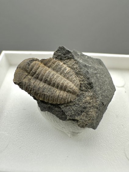 Trilobit Ellipsocephalus hoffi – Jince, ČR