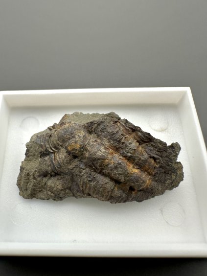 Trilobit Ellipsocephalus hoffi – Jince, CZ