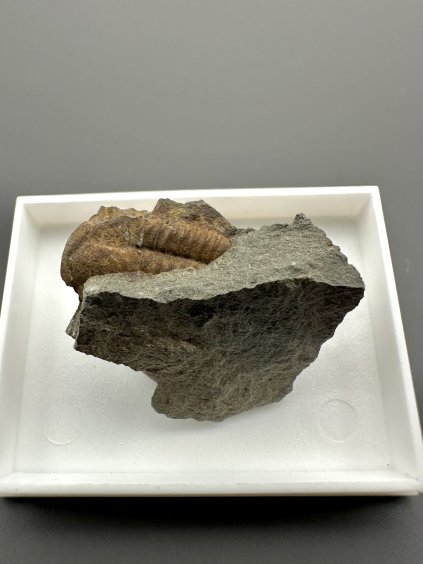Trilobit Ellipsocephalus hoffi – Jince, ČR