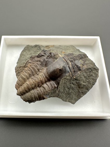 Trilobit Ellipsocephalus hoffi – Jince, ČR