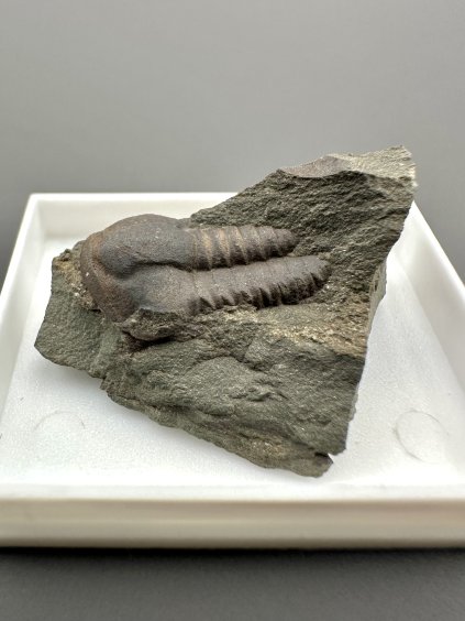 Trilobite Ellipsocephalus hoffi – Jince, CZ