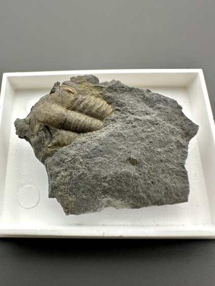 Trilobit Ellipsocephalus hoffi – Jince, ČR