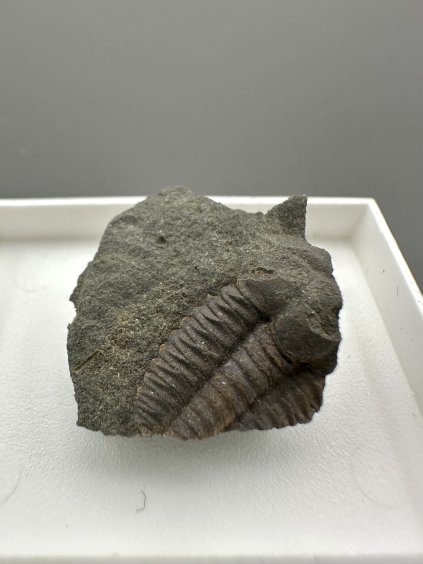 Trilobit Ellipsocephalus hoffi – Jince, ČR