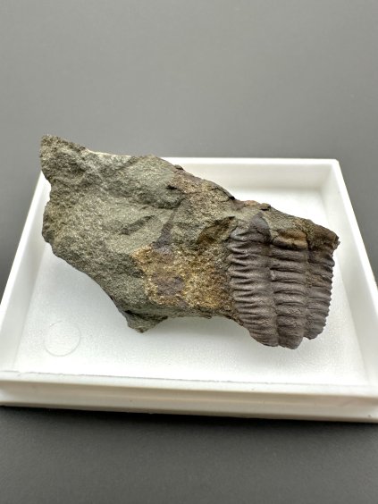 Trilobit Ellipsocephalus hoffi – Jince, ČR
