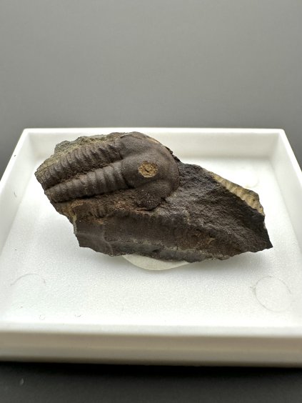 Trilobite Ellipsocephalus hoffi – Jince, CZ