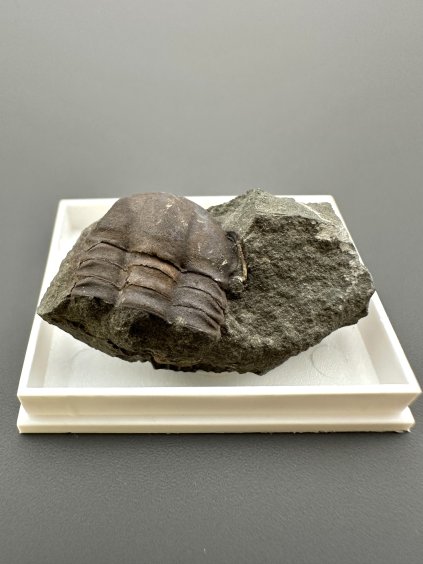 Trilobit Ellipsocephalus hoffi – Jince, ČR