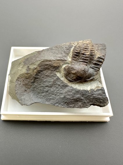 Trilobit Ellipsocephalus hoffi – Jince, ČR