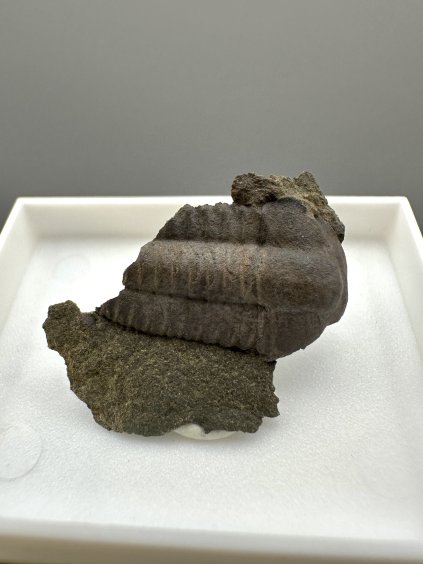 Trilobit Ellipsocephalus hoffi – Jince, ČR