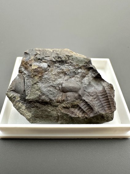 Trilobit Ellipsocephalus hoffi – Jince, ČR