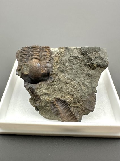 Trilobit Ellipsocephalus hoffi – Jince, ČR