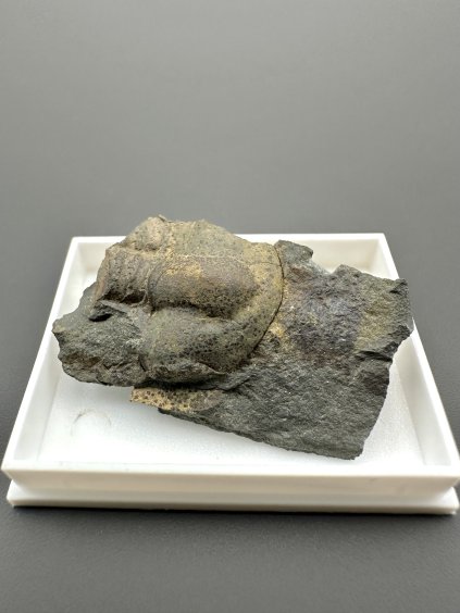 Trilobit Ellipsocephalus hoffi – Jince, CZ