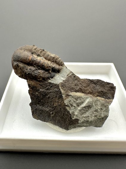 Trilobite Ellipsocephalus hoffi – Jince, CZ