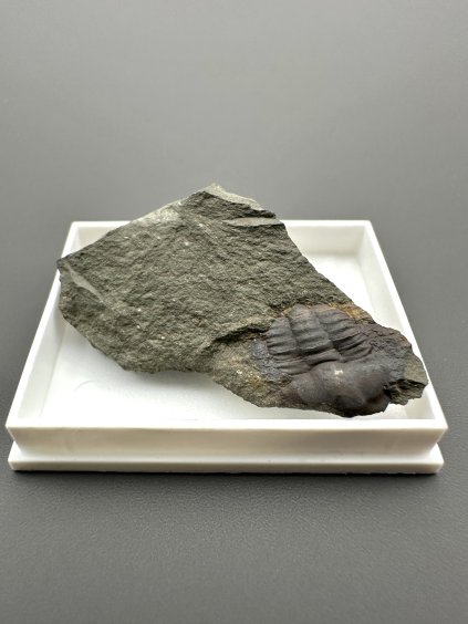 Trilobit Ellipsocephalus hoffi – Jince, CZ