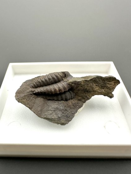 Trilobit Ellipsocephalus hoffi – Jince, CZ