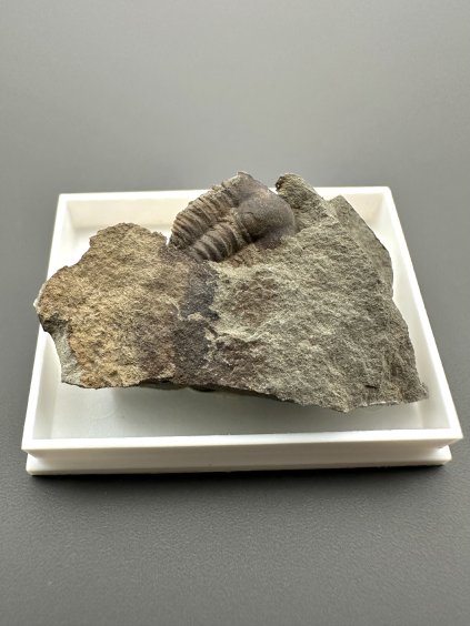 Trilobite Ellipsocephalus hoffi – Jince, CZ