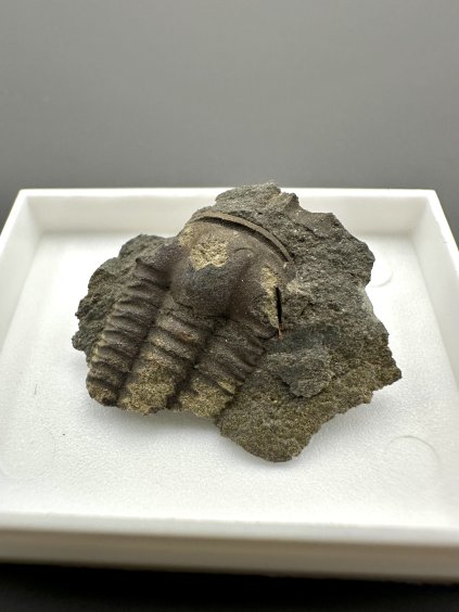Trilobit Ellipsocephalus hoffi – Jince, CZ