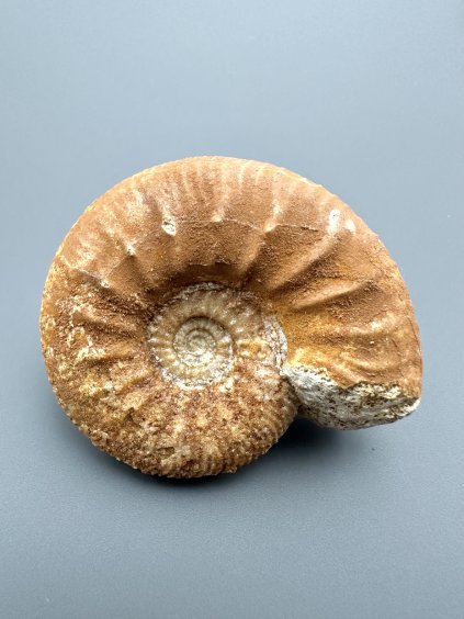 Ammonite – Loudun, Poitou, France