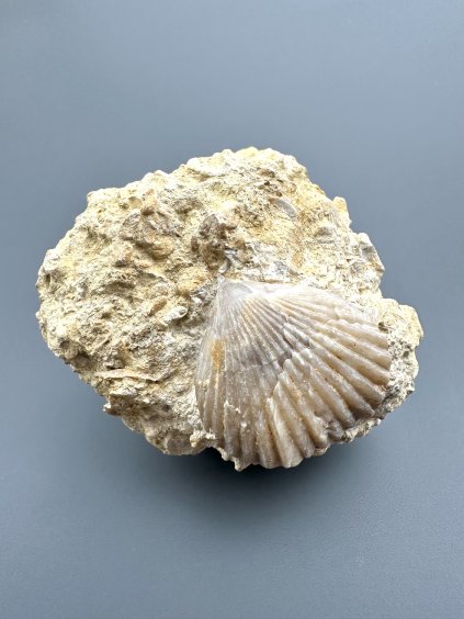 Ramenonožec 5,7cm – Normandie, Francie