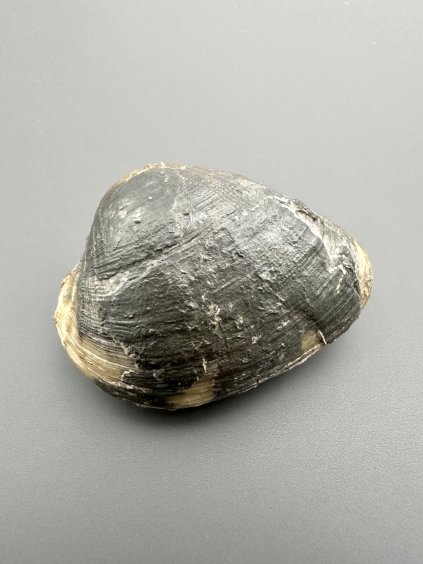 Pleuromya alduini (druh fosilního mlže) 4,6cm – Winberg u Sengenthalu, Bavorsko, Německo