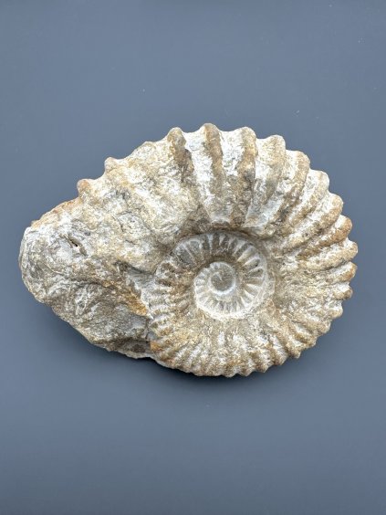 Ammonite – Morocco