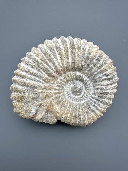 Ammonite 12cm – Morocco