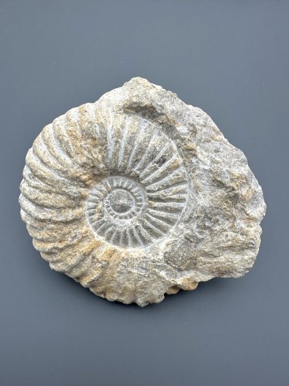 Amonit – Maroko