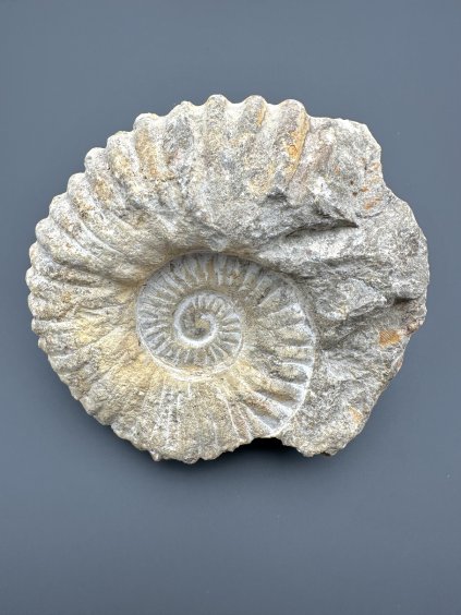 Ammonit 12cm – Marokko