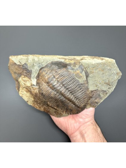 Trilobite Hydrocephalus minor – Jince, CZ