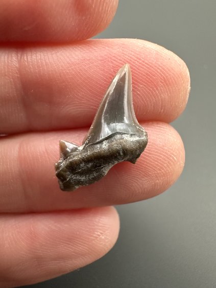 Fossil shark's tooth – Upohlavy, CZ