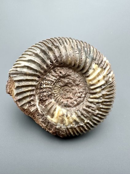 Ammonit Parkinsonia 7cm – Winnberg bei Sengenthal, Bayern, Deutschland