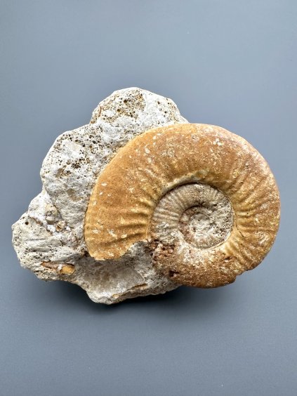 Amonit 7,4cm – Loudun, Poitou, Francie