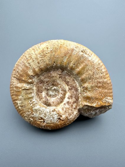Ammonit 6,8cm – Loudun, Poitou, Frankreich