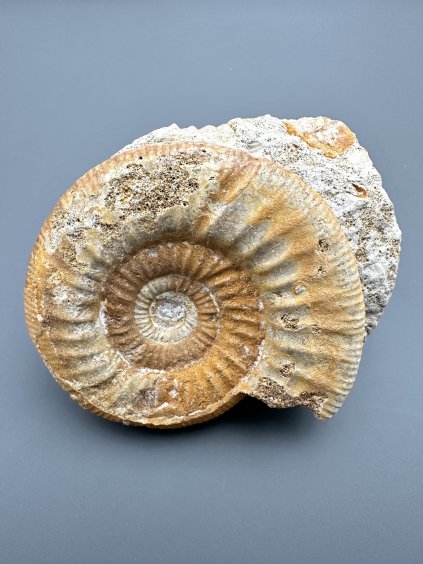 Ammonite – Loudun, Poitou, France