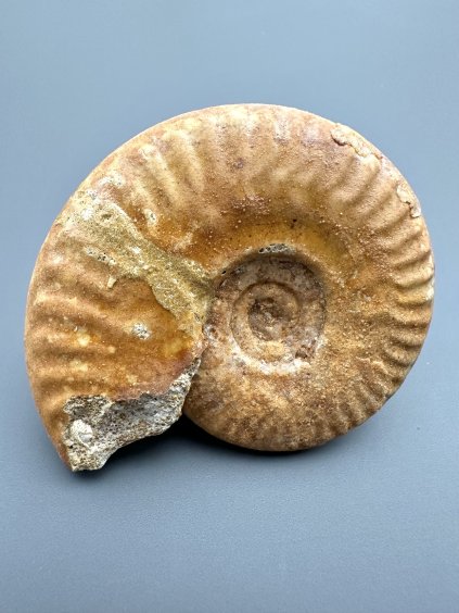 Amonit 6,2cm – Loudun, Poitou, Francie