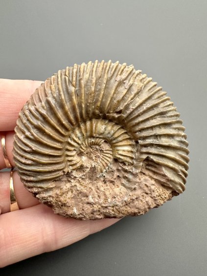 Ammonite Parkinsonia 6,6cm – Winnberg by Sengenthal, Bavaria, Germany