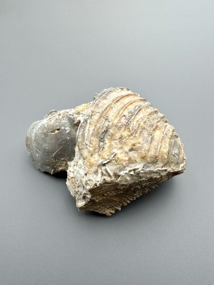 Trigonia interlaevigata 6,3cm – Winnberg by Sengenthal, Bavaria, Germany