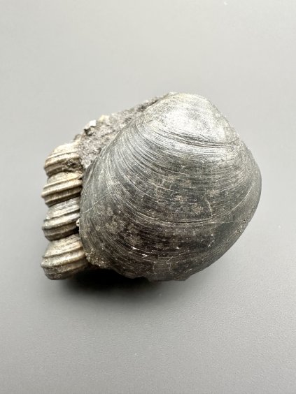 Mussel 4,7cm – Weitendorf, Styria, Germany