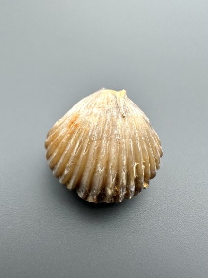 Ramenonožec 2,2cm – Ranville, Calvados, Francie