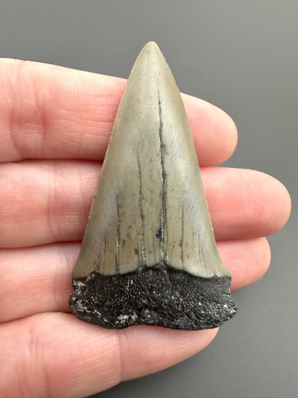 Fossil tooth of a mako shark (Isurus hastalis) 5,2cm – North Carolina, USA